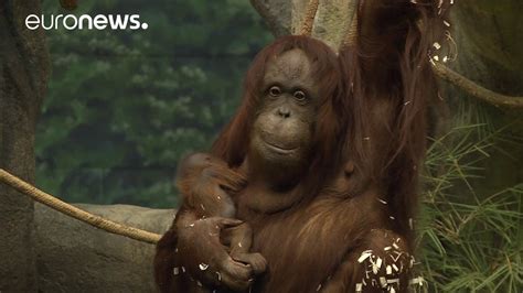 Binatang liar in english means wild animals. Baby orangutan makes debut at Brookfield Zoo - YouTube