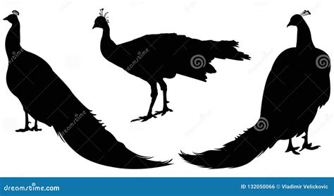Peacock Head Silhouette