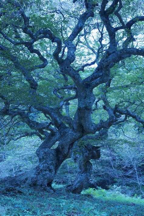 The 25 Best Old Trees Ideas On Pinterest Trees