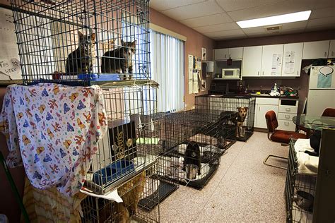 Pennsylvania Animal Shelters Face Overcrowding As They Struggle To Pay