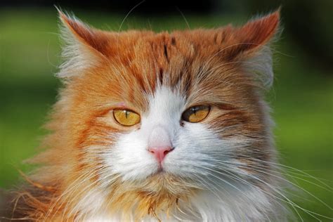 Siberian Forest Cat Personality And Temperament Pets4good Best Pets