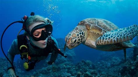 Guided Dives On The Great Barrier Reef For Certified Divers Passions