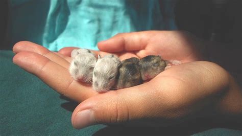 Do Hamsters Like Being Held Pets Kb