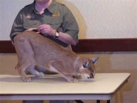 Litter trained, flea treated and wormed. Caracal - YouTube