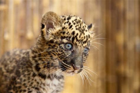 An African Leopard Cub With A Curious Look On Its Face Stock Photo