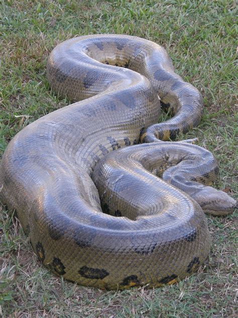 Big Burin Anaconda Boa Snake Amazon Rainforest Coloured 1880 Agrohort