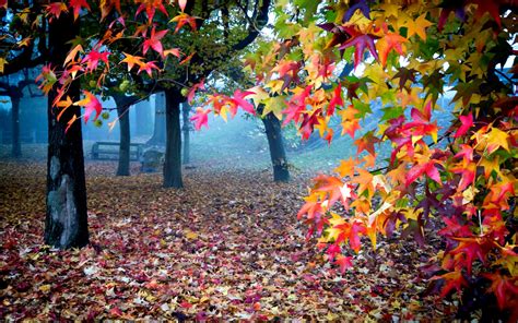 View Lovely Fall Leaves Bench Magic Autumn Splendor