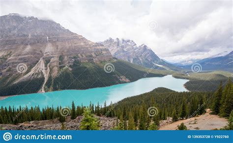 Peyto Lake Is A Glacier Fed Lake In Banff National Park In The Canadian