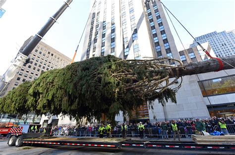 Rockefeller Center Christmas Tree Arrives In Nyc Cbs News