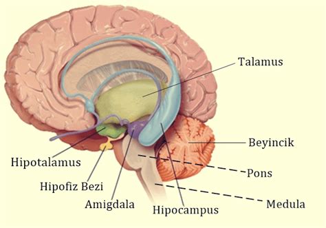 Beyincik Nedir Ve Ne I E Yarar Anatomi