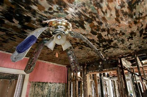 Wet ceilings can be difficult to dry out. Floods and Mold | Sherlock Homes & Mold Inspection