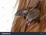 Rat Hair
