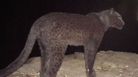 Rare Black Leopards In Africa Captured In Photos