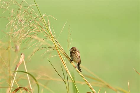 Potrzos Potrzos Zwyczajny Common Reed Bunting These Phot Flickr