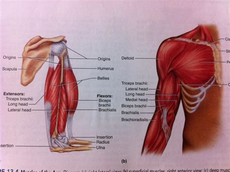 Muscles are generally attached at two points in the body. 3. Muscles of the Arm at Temple University - StudyBlue
