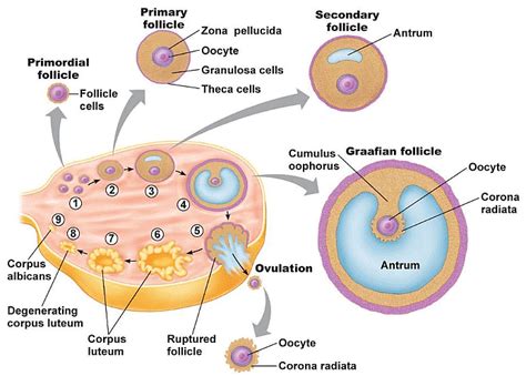 The Female Reproductive System Biology Class 12 Neet