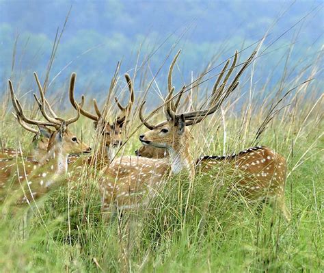 Corbett Deer Bing Wallpaper Download