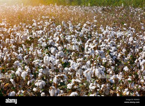 Cotton Field Background Ready For Harvest Under A Golden Sunset Macro