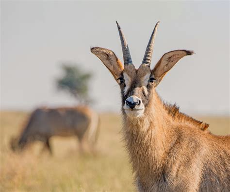 Roan Antelope Portrait Africa Animals African Wildlife Antelope