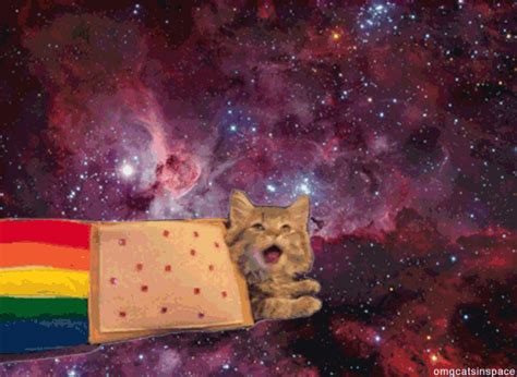 Space Cat S Get The Best  On Giphy