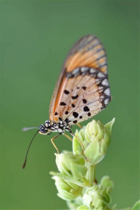Butterflies Of South Africa Naturetrek