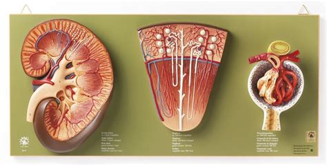 Kidney Nephron And Renal Corpuscle Ls 9 · Anatomy Models Somso®