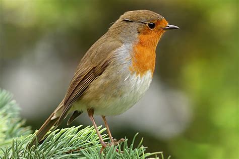 List Of Common British Birds With Pictures And Facts For Kids And Adults