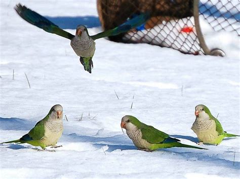 Snow Parrots So Cute I Think Theyre In New Zealand Funny Bird