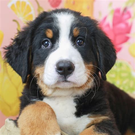 47 Bernese Mountain Dog Puppies California Picture Bleumoonproductions