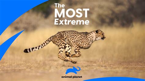 48 Animal Planet Most Extreme Psikyolalola