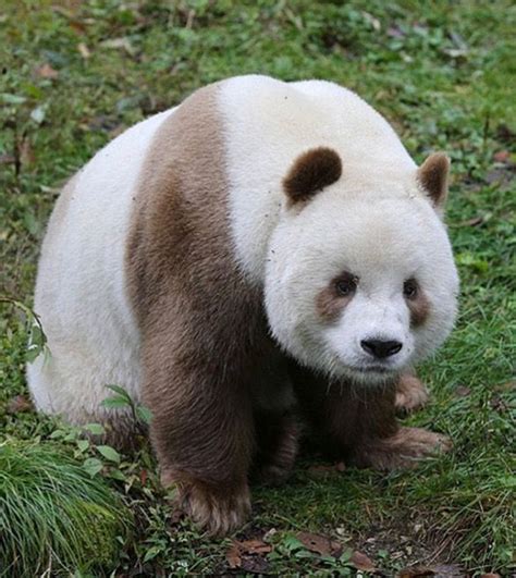 Qizai The Only Brow Panda In The World Brown Panda Baby Panda Bears