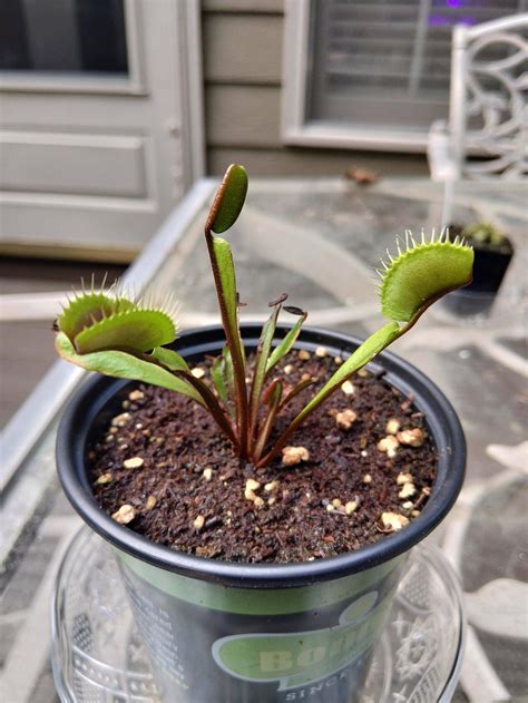 Two Months Ago As A Newbie Vft Owner I Accidentally Sunburned All Its