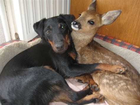 Sie finden auch sehr süße und lustige bilder. Wo sich Hund und Reh gute Nacht sagen - Tierheimhelden