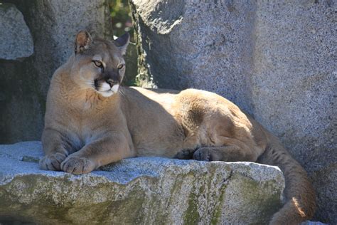 2016 08 14 Cougar Mountain Zoo Flickr