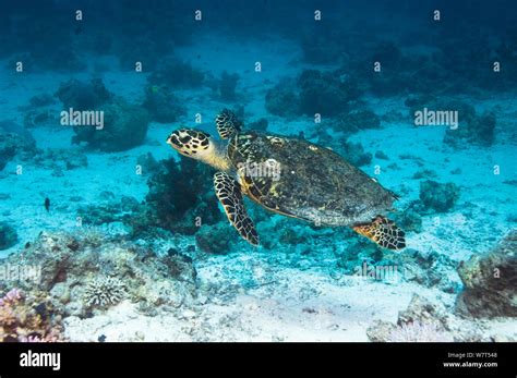 Hawksbill Turtle Eretmochelys Imbricata Swimming Over Coral Reef