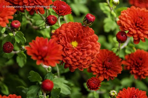 Red Chrysanthemums Red Chrysanthemums Chrysanthemum Red