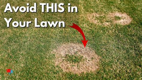Get Rid Of Lawn Fungus Brown Patch Dollar Spot And More Youtube