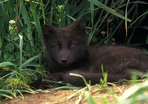 25 Little Known Facts About Arctic Foxes Small Joys