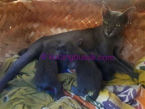 Mengenal Kucing Busok, Kucing Ras Asli Indonesia | KASKUS