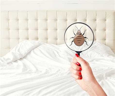 How To Prevent Bed Bugs Tgo Blog