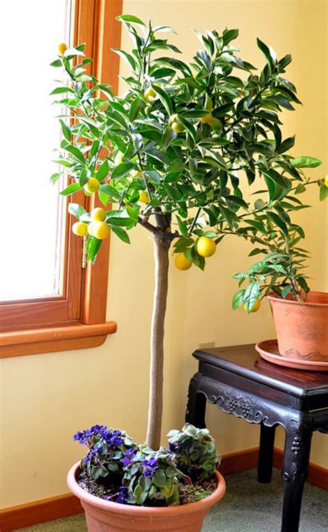 Dealing directly about sweetness is an issue with many types of fruit. Kumquat: an unusual potted citrus bearing edible fruit ...