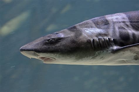 Leopard Shark Luipaardhaai Triakis Semifasciata Artis A Flickr