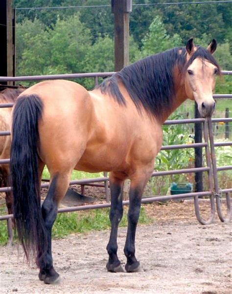 Buckskin Quarter Horse Murphy Horse Of My Dreams See More Ideas