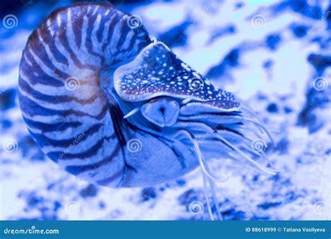Nautilus Pompilius Chambered Nautilus In The Aquarium Stock Image