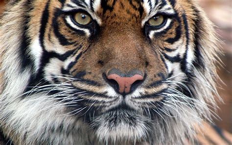 32 Tiger Fur Wallpaper