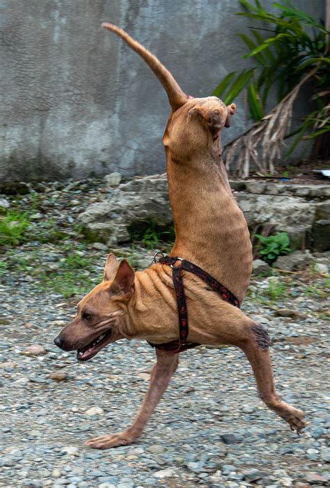 Check spelling or type a new query. Dog Learns How To Walk On Just Two Legs After Being Left For Dead - LADbible