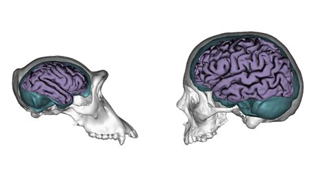 La Evoluci N Hizo Al Cerebro Humano M S Moldeable Que El Del Chimpanc