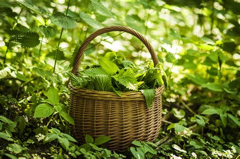 Salsa di ortiche per ol bollito ingredienti: Ortica: Proprietà, Controindicazioni e Ricette - INTER-MED