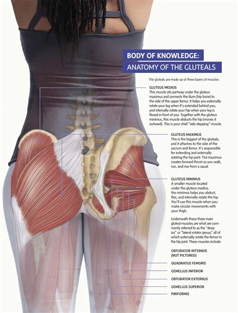 Kenhub created the ★ ultimate anatomy study guide ★ to help you kick some gluteus maximus in any topic. Lea Get to Know… Your Glutes en línea | Prueba gratuita de ...