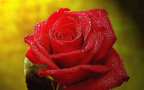 Looking for the best wallpapers? 3d Wallpapers Rose - CZARNY-MAZAK
